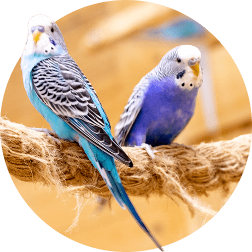 AVES
