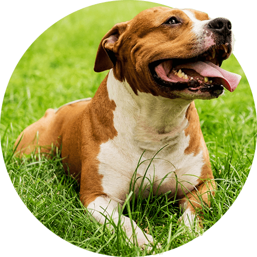 CÃES