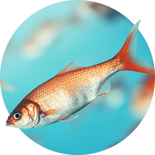 PEIXES E RÉPTEIS